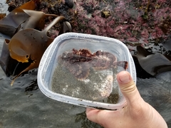 Hemilepidotus hemilepidotus