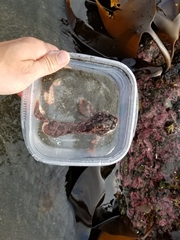 Hemilepidotus hemilepidotus