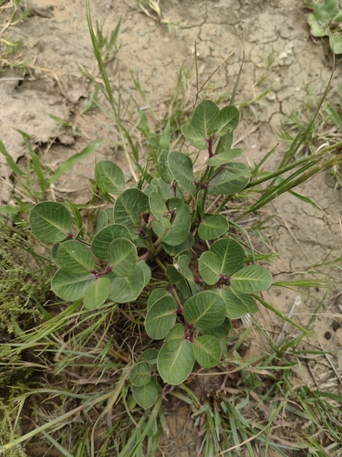 Image of Raphionacme hirsuta by no rights reserved