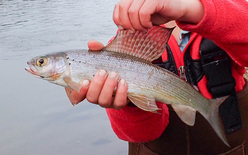 Arctic Grayling