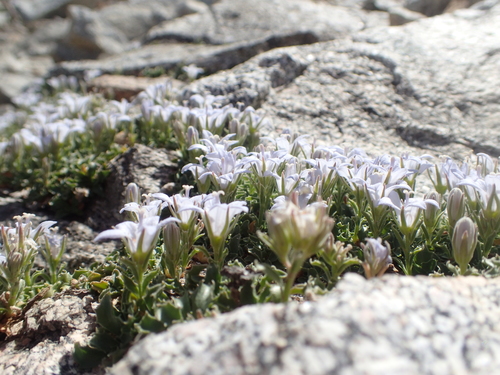 Image of Campanula shetleri by no rights reserved