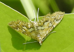 Elophila icciusalis