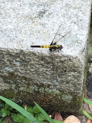 Orthetrum melania