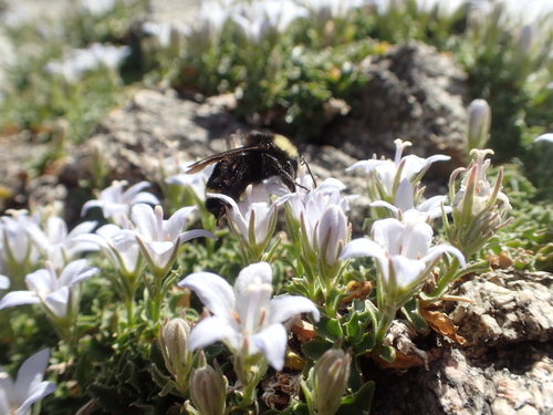 Image of Campanula shetleri by no rights reserved