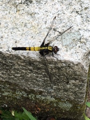 Orthetrum melania