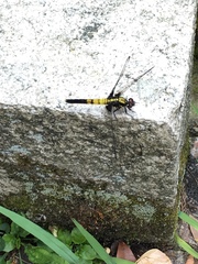 Orthetrum melania