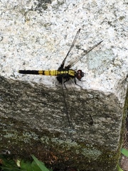 Orthetrum melania
