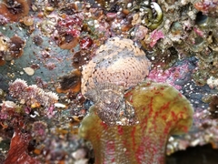 Fusitriton oregonensis