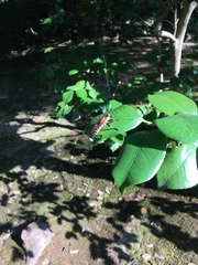 Promachus yesonicus