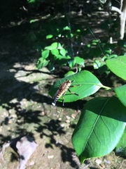 Promachus yesonicus
