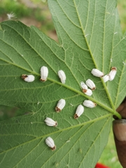 Pulvinaria hydrangeae