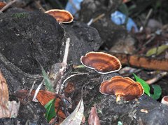 Microporus affinis