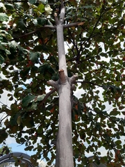 Terminalia catappa