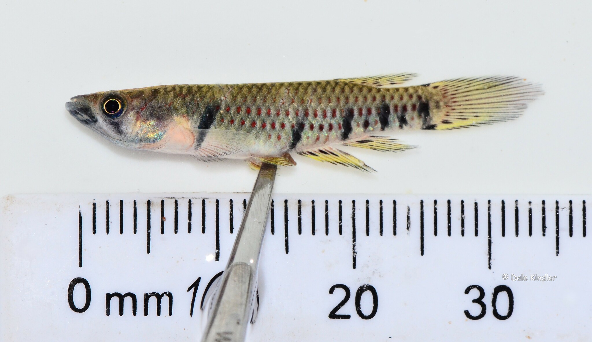Epiplatys sheljuzhkoi