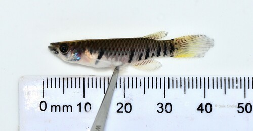 Epiplatys sheljuzhkoi
