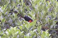 Hypopyrrhus pyrohypogaster