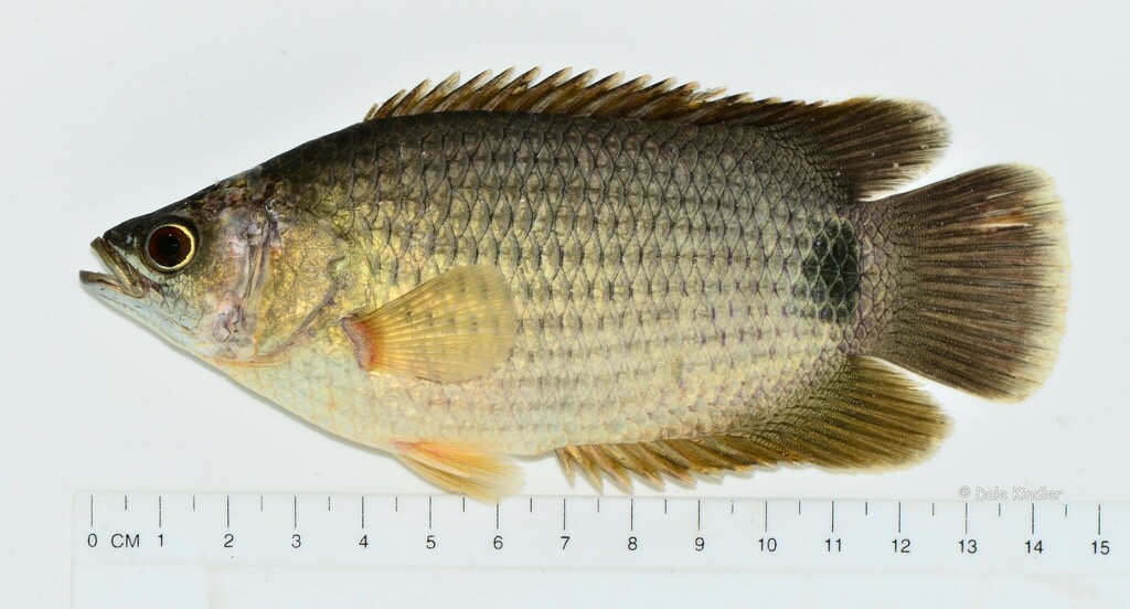Afrikaanse klimbaars (Ctenopoma petherici) — Anabantidae