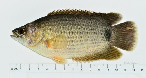 Spotted ctenopoma (Ctenopoma petherici) — Anabantidae