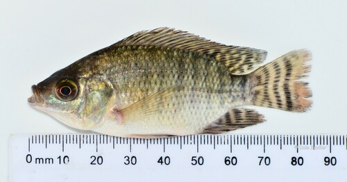 Nile Tilapia