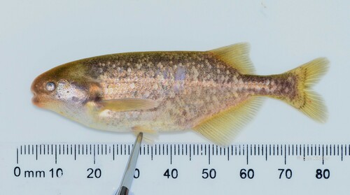 Brevimyrus niger