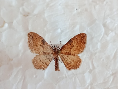 piadivka sťahovavá (Orthonama obstipata)