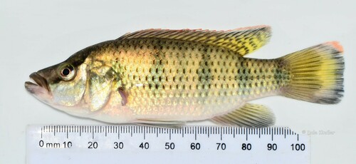Banded Jewelfish