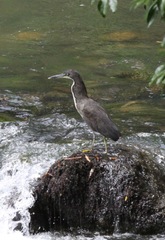 Tigrisoma fasciatum
