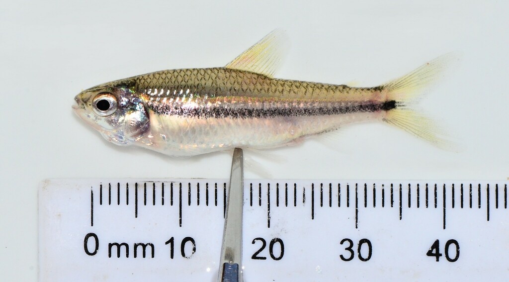 Carp (Nannaethiops unitaeniatus) — Distichodontidae