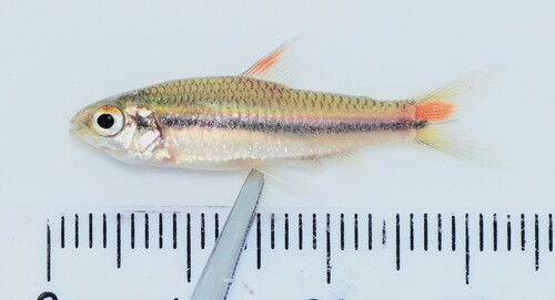 One-lined African Tetra