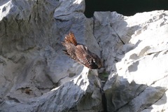 Steatornis caripensis