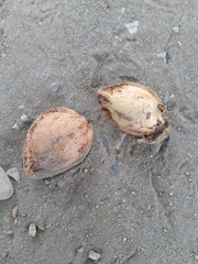 Terminalia catappa