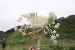 Angelica ursina