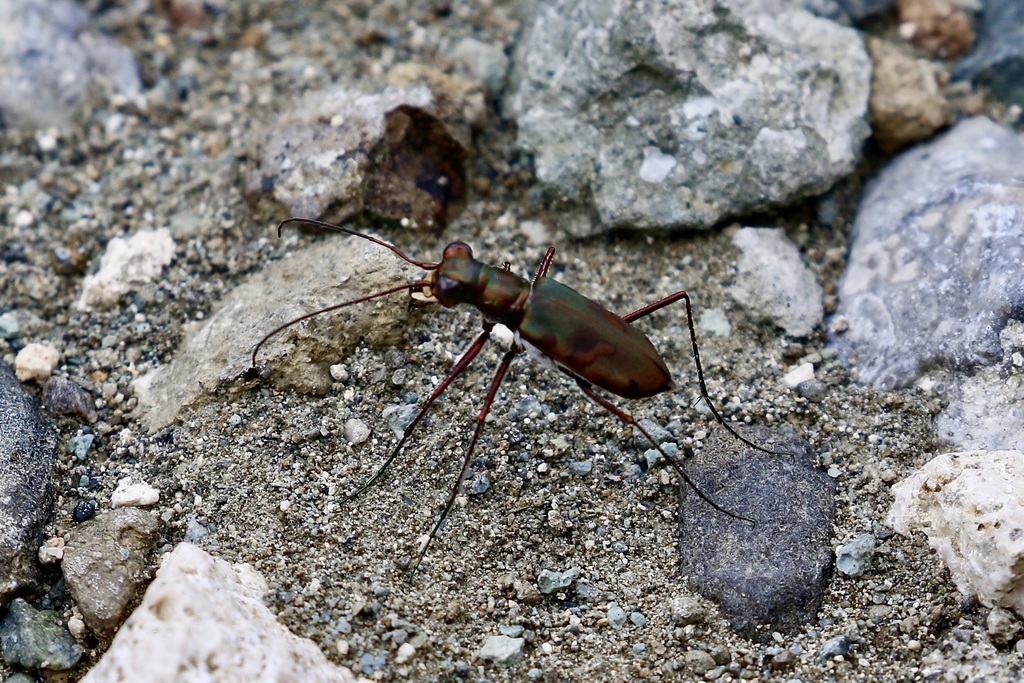 Calomera sanguineomaculata