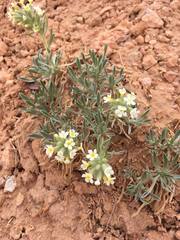 Cryptantha crassisepala elachantha
