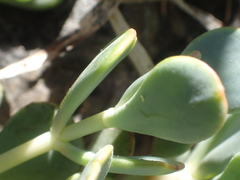 Sedum kiersteadiae