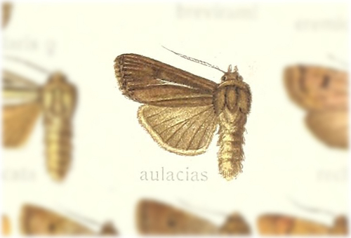Agrotis aulacias in life