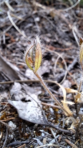 Image of Xanthosia huegelii by no rights reserved