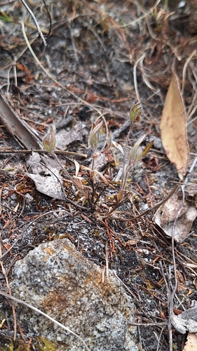 Image of Xanthosia huegelii by no rights reserved