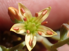 Sedum kiersteadiae