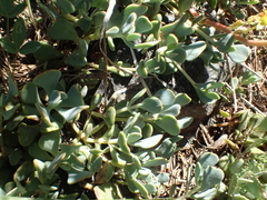 Sedum kiersteadiae