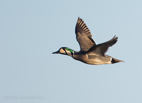 Baikal Teal, photo 3 of 9