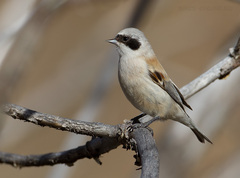 White-Crowned Penduline Tit photo 2