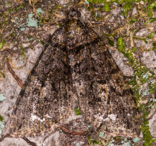 Hydriomena albifasciata photo 2