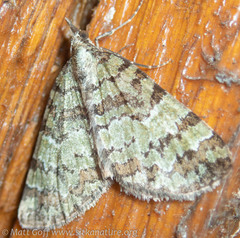 Hydriomena speciosata