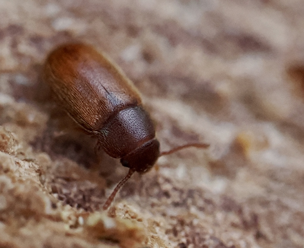 Typhaeola umbrata