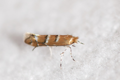 Cameraria bethunella