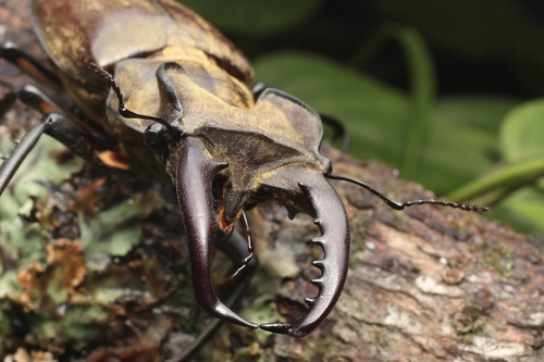 Miyama Stag Beetle