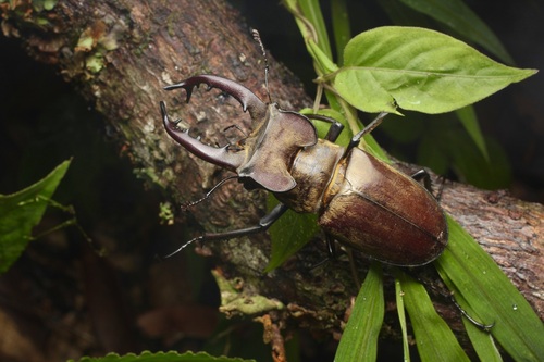 Miyama Stag Beetle