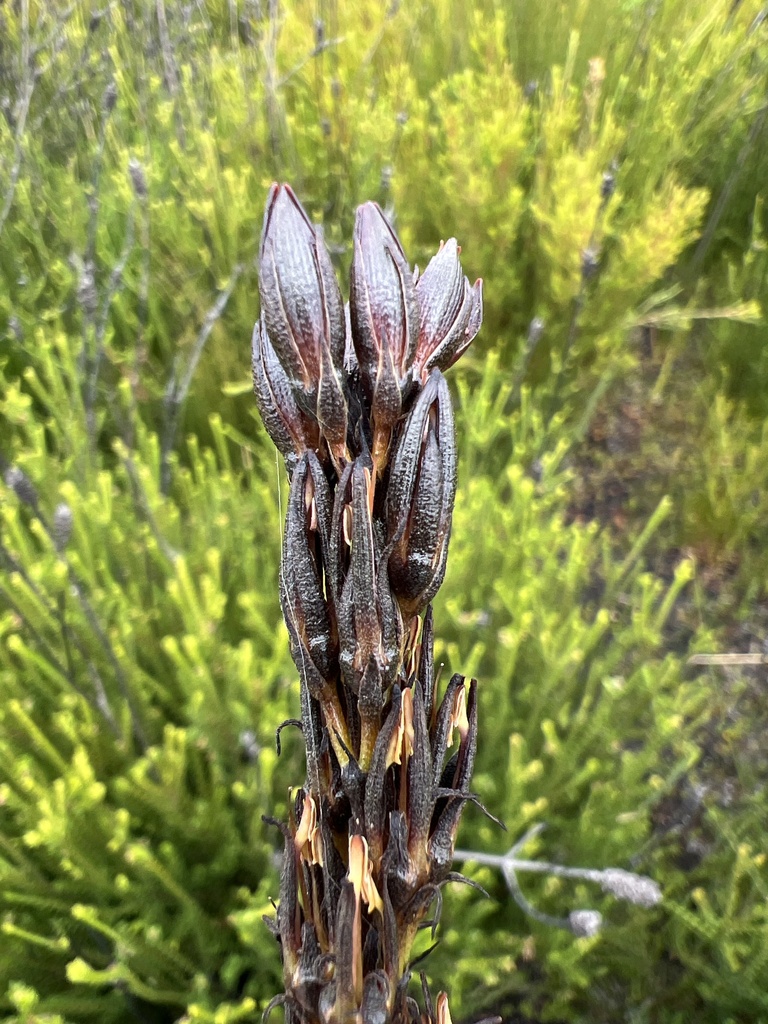 Sandiford’s Bloodroot