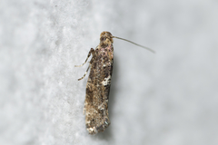 Acrolepiopsis assectella